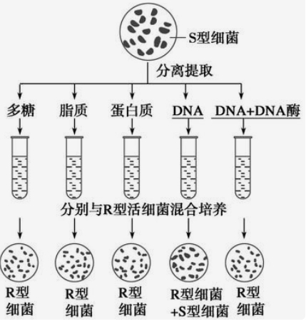 一种从酶转化液中分离提取2-酮丁酸的方法